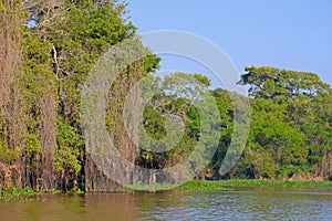 Densely forested shores of the Cuiaba river in the brazilian Pantanal, Porto Jofre, Mato Grosso Do Sul, Brazil