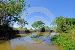 Densely forested shores of the Cuiaba river in the brazilian Pantanal, Porto Jofre, Mato Grosso Do Sul, Brazil photo