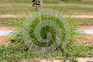 Densely growing bush like ornamental grass planted in local public park surrounded with dry soil and grass