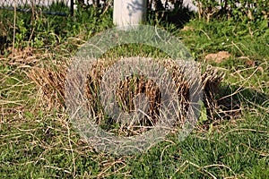 Densely growing dry cut down ornamental grass mixed with fresh uncut grass in front of metal fence at family house garden