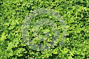 Densely growing green plant in spring. Rug of lush green leaves. Texture, green leaves background. Living wall vertical garden on
