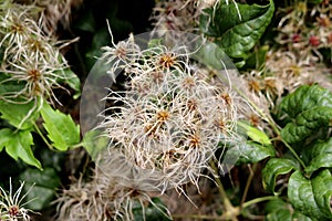 Densely growing Old mans beard or Clematis vitalba climbing shrub plants with long silky hairy appendages surrounded with leaves