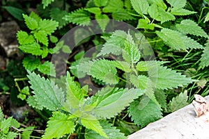 Densely growing young green nettles in the summer
