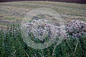 Densely grown thistles in the meadow at daytime