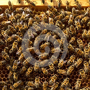 A densely packed cluster of bees is seen on a honeycomb. The honeycomb consists