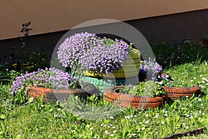 Densely planted Creeping phlox or Phlox subulata evergreen perennial flowering plant planted in colorful old tyres used as garden