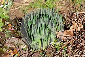 Densely planted Narcissus or Daffodil perennial herbaceous geophytes flowering plants growing in local home garden