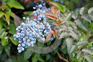 Densely planted Oregon grape or Mahonia aquifolium evergreen shrub flowering plant with dense cluster of dusty blue berries