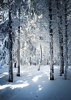 Densely snowy forest stand