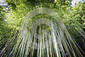 Denses bamboo canes in the Garden of Ninfa