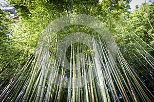 Denses bamboo canes in the Garden of Ninfa photo