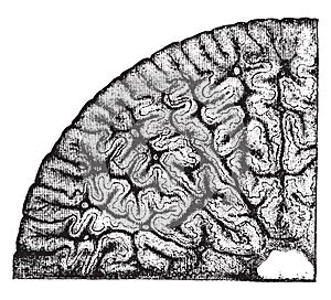 Dent of Labyrinthodont, batrachian, showing the inner structure, vintage engraving