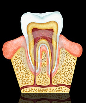 Dental anatomy