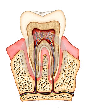 Dental anatomy