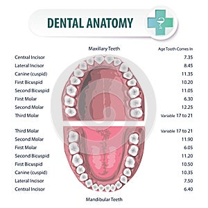 Dentale 2 