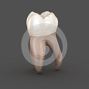 Dental anatomy - First maxillary molar tooth. Medically accurate dental 3D illustration