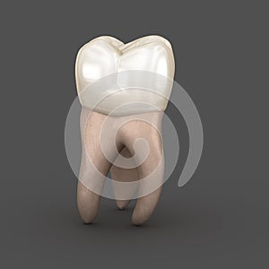 Dental anatomy - First maxillary molar tooth. Medically accurate dental 3D illustration