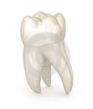 Dental anatomy - First maxillary molar tooth. Medically accurate dental illustration