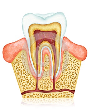 Dental anatomy photo