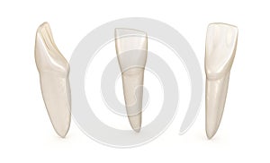 Dental anatomy - mandibular central incisor tooth. Medically accurate dental illustration