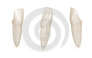 Dental anatomy - mandibular central incisor tooth. Medically accurate dental illustration