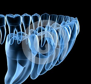 Dental Anatomy of mandibular human gum and teeth, x-ray view. Medically accurate tooth illustration