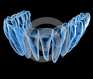 Dental Anatomy of mandibular human gum and teeth, x-ray view. Medically accurate tooth 3D illustration