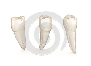 Dental anatomy - mandibular premolar tooth. Medically accurate dental illustration photo