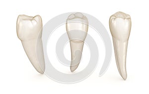 Dental anatomy - mandibular premolar tooth. Medically accurate dental illustration