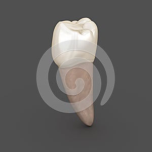 Dental anatomy - Mandibular Second premolar tooth. Medically accurate dental 3D illustration