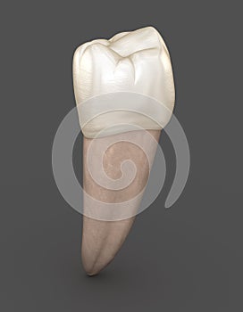 Dental anatomy - Mandibular Second premolar tooth. Medically accurate dental illustration