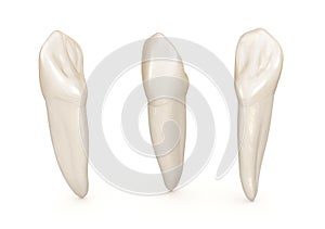 Dental anatomy - maxillary central incisor tooth. Medically accurate dental illustration