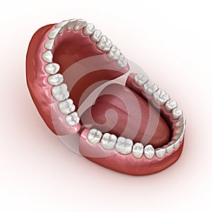 Dental anatomy - Opened Dentures. Medically accurate dental 3D illustration