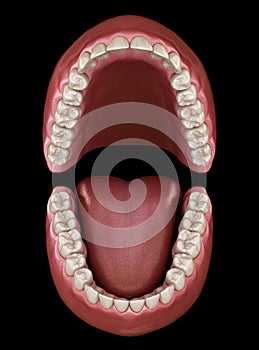 Dental anatomy - Opened Dentures. Medically accurate dental illustration