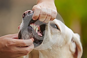 Dental check