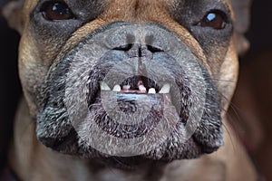 Dental condition with overbite and missing teeth of a flat nosed French Bulldog dog