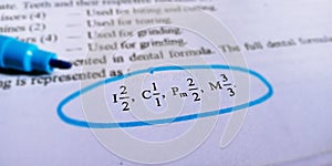 dental formula written on white paper sheet with blue border