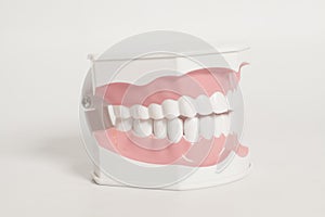 Dental human teeth model photo