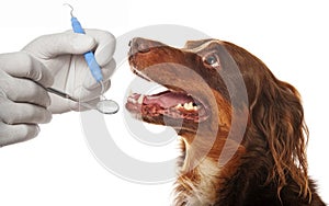 Dental hygiene for dogs
