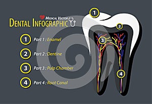 Dental Infographic . Flat design .