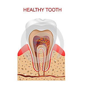 Dental infographic. The structure inside and the tooth diagram and chart illustration vector