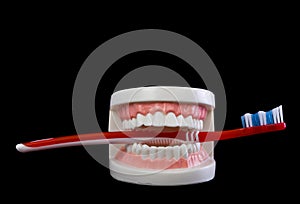 Dental jaw with a toothbrush isolated on a black background close-up