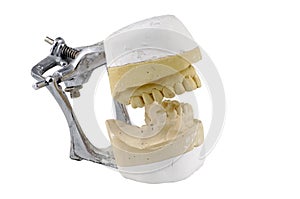 Dental Model