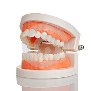 Dental model jaws with human teeth, isolated on a white background, structure of the oral cavity, teeth, gums, oral hygiene traini