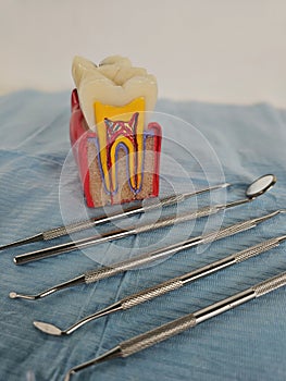 Dental model with tools arranged for dental study