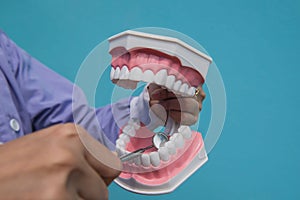 The dental model is used to teach how to check the cleanliness of the teeth by the doctor.