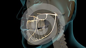 Dental nerves overview