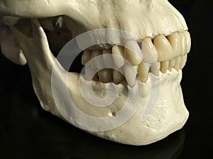 Dental occlusion photo