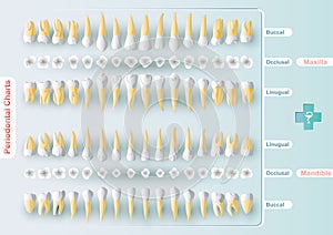 Dental and Periodontal Charting