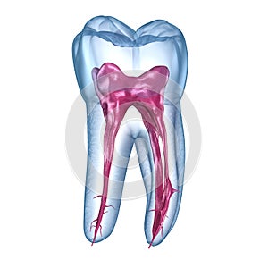 Dental root anatomy - First mandibular molar tooth. Medically accurate dental 3D illustration